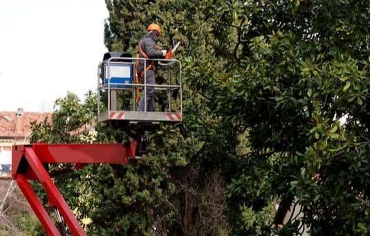 Tree Trimming and Pruning in St. Peters, MO.